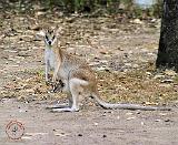 Wallaby 9Y190D-180